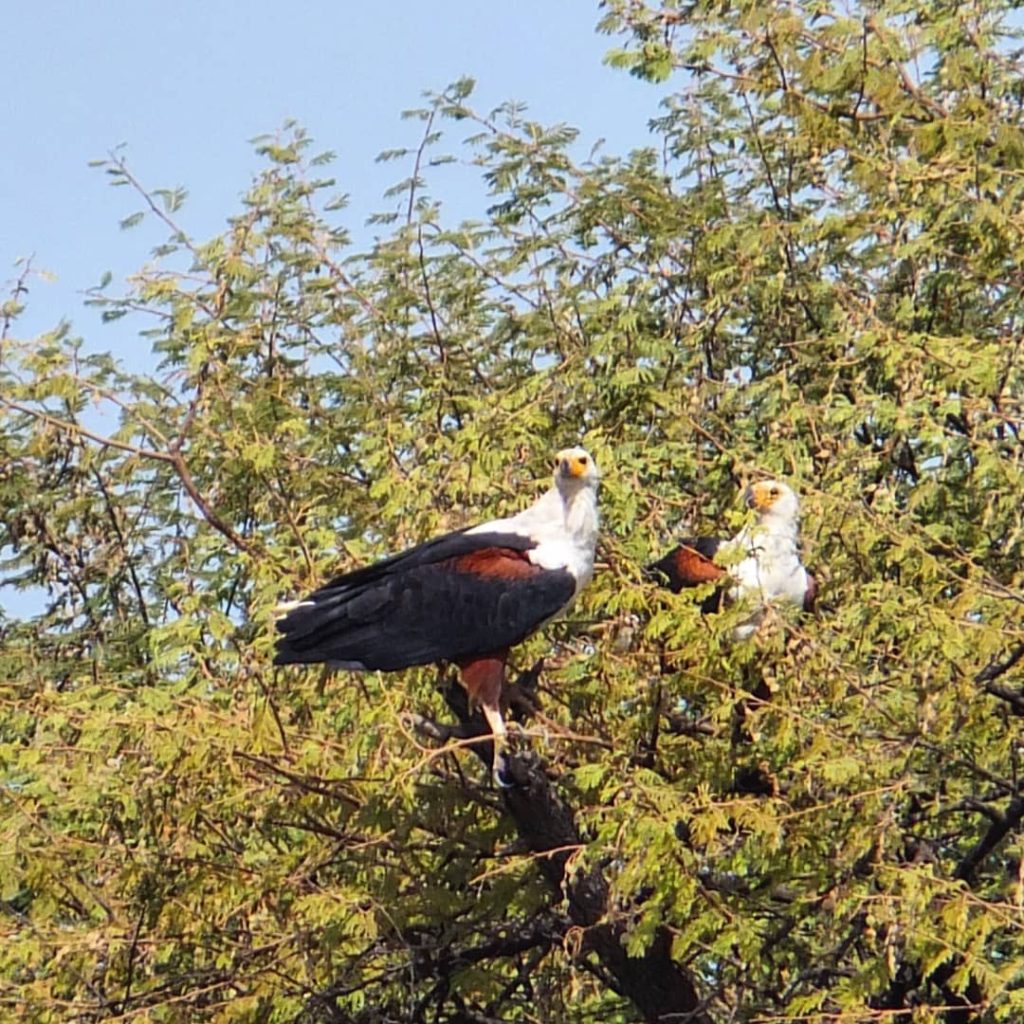 Parc National des Oiseaux de Djoudj