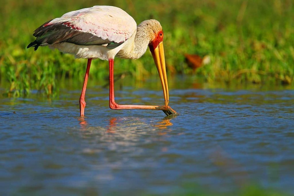 Parc National des Oiseaux de Djoudj bn