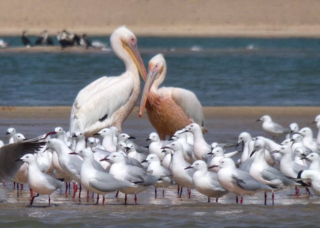 Endroits à Absolument Visiter à Saint-louis du Sénégal