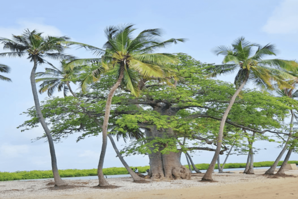 Trees, Niodior