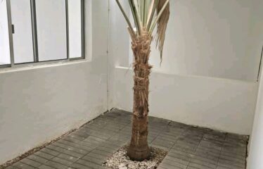 VILLA À VENDRE — NGOR ALMADIES